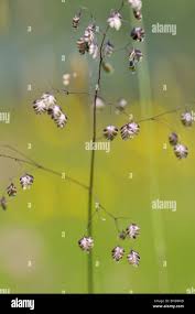 Attēlu rezultāti vaicājumam “Briza media bud”