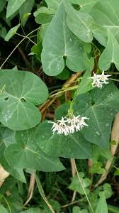 Attēlu rezultāti vaicājumam “Fallopia convolvulus”