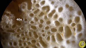 Attēlu rezultāti vaicājumam “Antrodia gossypium”