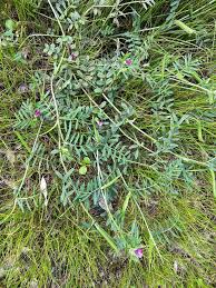 Attēlu rezultāti vaicājumam “Vicia cracca fruit”