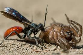 Attēlu rezultāti vaicājumam “Pompilidae”
