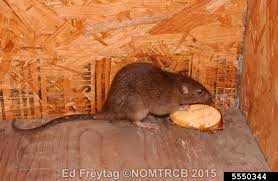 Attēlu rezultāti vaicājumam “Rattus norvegicus”