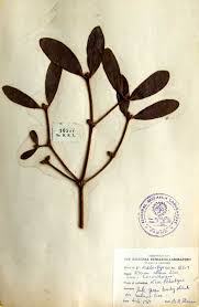 Attēlu rezultāti vaicājumam “Viscum album leaf”