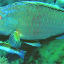 Image result for Sparisoma frondosum