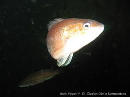 Image result for Tautogolabrus adspersus