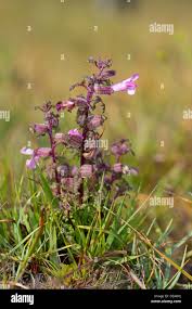 Attēlu rezultāti vaicājumam “Pedicularis palustris flower”