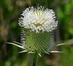 Image result for Dipsacus laciniatus