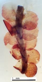 Attēlu rezultāti vaicājumam “Jamesoniella autumnalis”