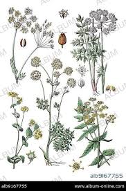 Attēlu rezultāti vaicājumam “Selinum carvifolia fruit”