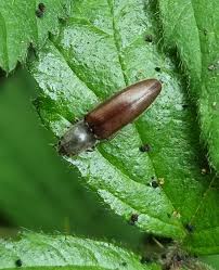 Attēlu rezultāti vaicājumam “Athous sp.”