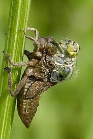 Attēlu rezultāti vaicājumam “Libellula depressa female”