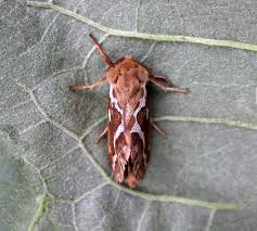 Attēlu rezultāti vaicājumam “Hepialus lupulinus”