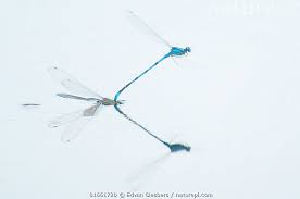 Attēlu rezultāti vaicājumam “Enallagma cyathigerum female”