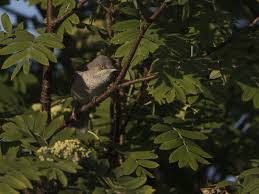 Attēlu rezultāti vaicājumam “Sylvia nisoria adult”