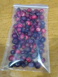 Attēlu rezultāti vaicājumam “Amelanchier spicata fruit”