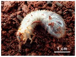 Attēlu rezultāti vaicājumam “Osmoderma barnabita”