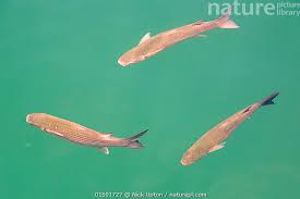 Image result for Chelon labrosus