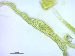 Attēlu rezultāti vaicājumam “Antitrichia curtipendula macro”