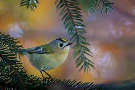 Attēlu rezultāti vaicājumam “Regulus regulus”