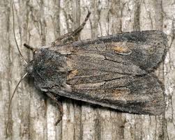 Attēlu rezultāti vaicājumam “Lithophane furcifera”