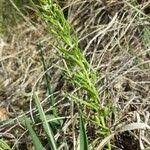 Attēlu rezultāti vaicājumam “Thesium alpinum”