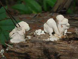 Attēlu rezultāti vaicājumam “Antrodiella faginea”