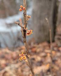 Attēlu rezultāti vaicājumam “Hamamelis vernalis bud”