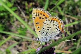Attēlu rezultāti vaicājumam “Lycaena tityrus female”