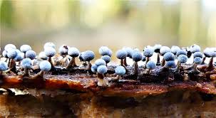 Attēlu rezultāti vaicājumam “Physarum psittacinum young”