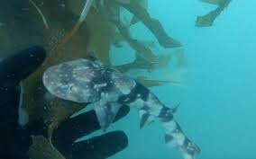 Image result for Haploblepharus pictus