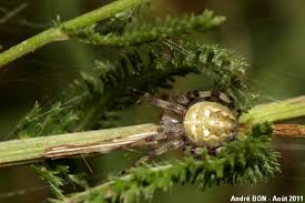 Attēlu rezultāti vaicājumam “Araneus quadratus”