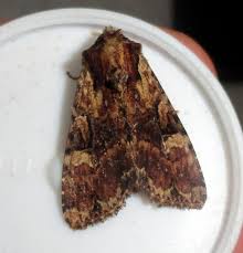 Attēlu rezultāti vaicājumam “Apamea epomidion”