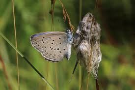 Attēlu rezultāti vaicājumam “Maculinea alcon upperside”