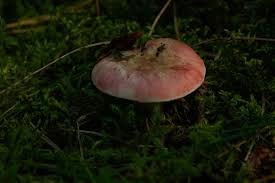 Attēlu rezultāti vaicājumam “Russula vesca”