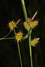Attēlu rezultāti vaicājumam “Carex viridula fruit”