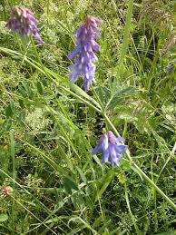 Attēlu rezultāti vaicājumam “Vicia cracca bud”
