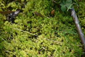 Attēlu rezultāti vaicājumam “Aulacomnium palustre”