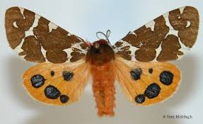 Attēlu rezultāti vaicājumam “Arctia caja imago”