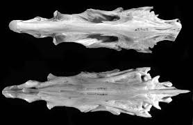 Image result for Centropomus parallelus