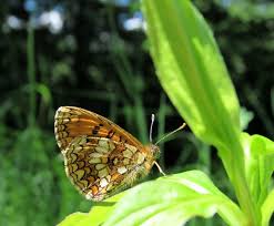 Attēlu rezultāti vaicājumam “Mellicta athalia upperside”
