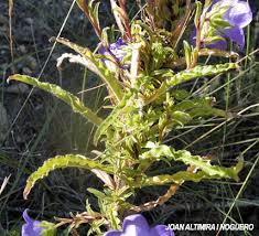 Image result for Campanula affinis