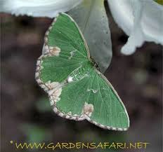 Attēlu rezultāti vaicājumam “Selenia dentaria imago”