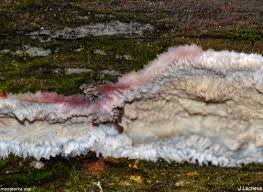 Attēlu rezultāti vaicājumam “Phlebia centrifuga”