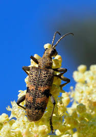 Attēlu rezultāti vaicājumam “Rhagium mordax”