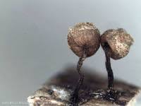 Attēlu rezultāti vaicājumam “Cribraria aurantiaca var. persoonii spores”