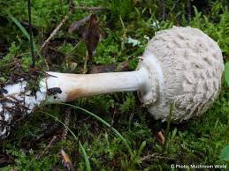 Attēlu rezultāti vaicājumam “Macrolepiota rhacodes”