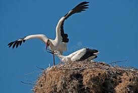 Attēlu rezultāti vaicājumam “Ciconia ciconia nest”