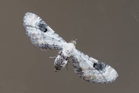 Attēlu rezultāti vaicājumam “Eupithecia centaureata”