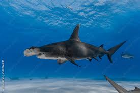 Image result for Sphyrna mokarran