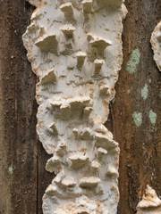 Attēlu rezultāti vaicājumam “Junghuhnia pseudozilingiana”